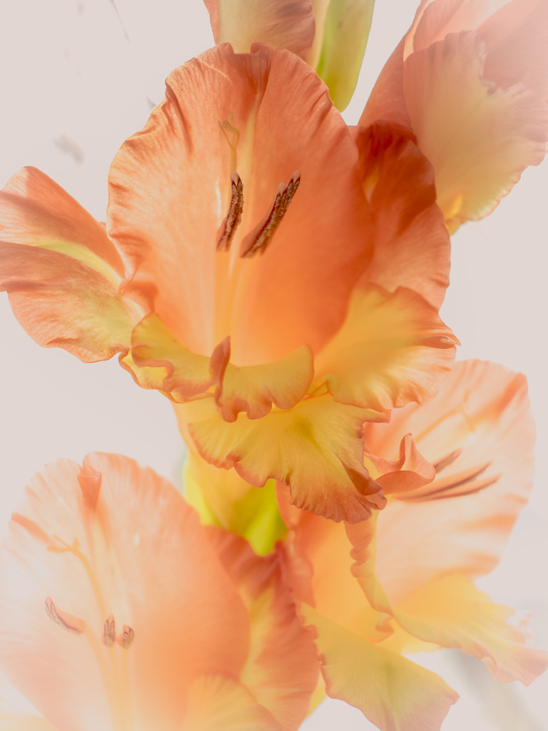 Gladiolus by haskar