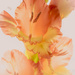 Gladiolus by haskar