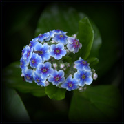 27th Sep 2017 - Chatham Island Forget-me-not