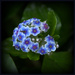 Chatham Island Forget-me-not by dide