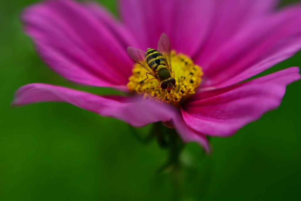 Hoverfly in the Cosmos.... by ziggy77