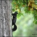Black squirrel by rosiekind