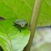 Shieldbug nymph by roachling
