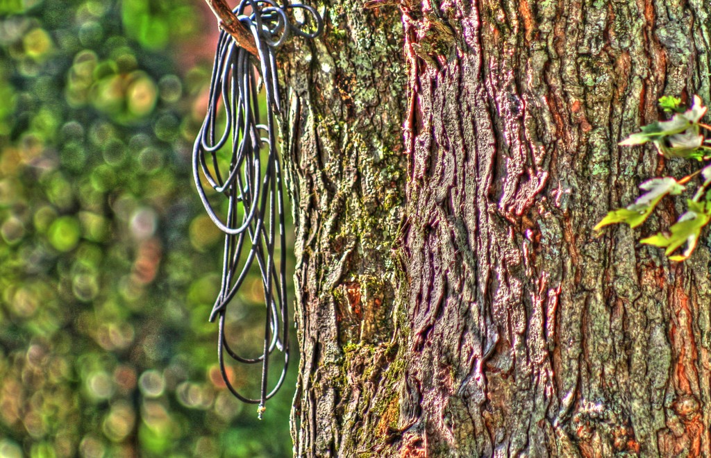 Rope on a tree by mittens