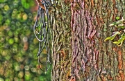27th Sep 2017 - Rope on a tree