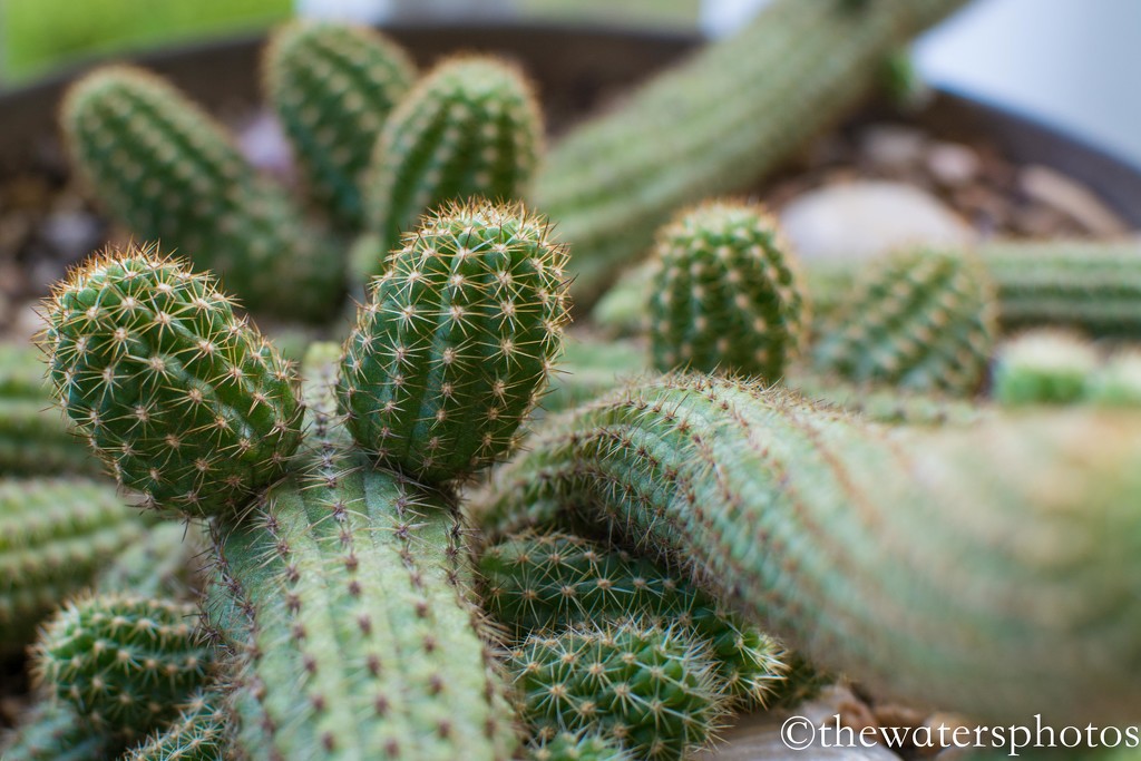 Front porch cactus... by thewatersphotos