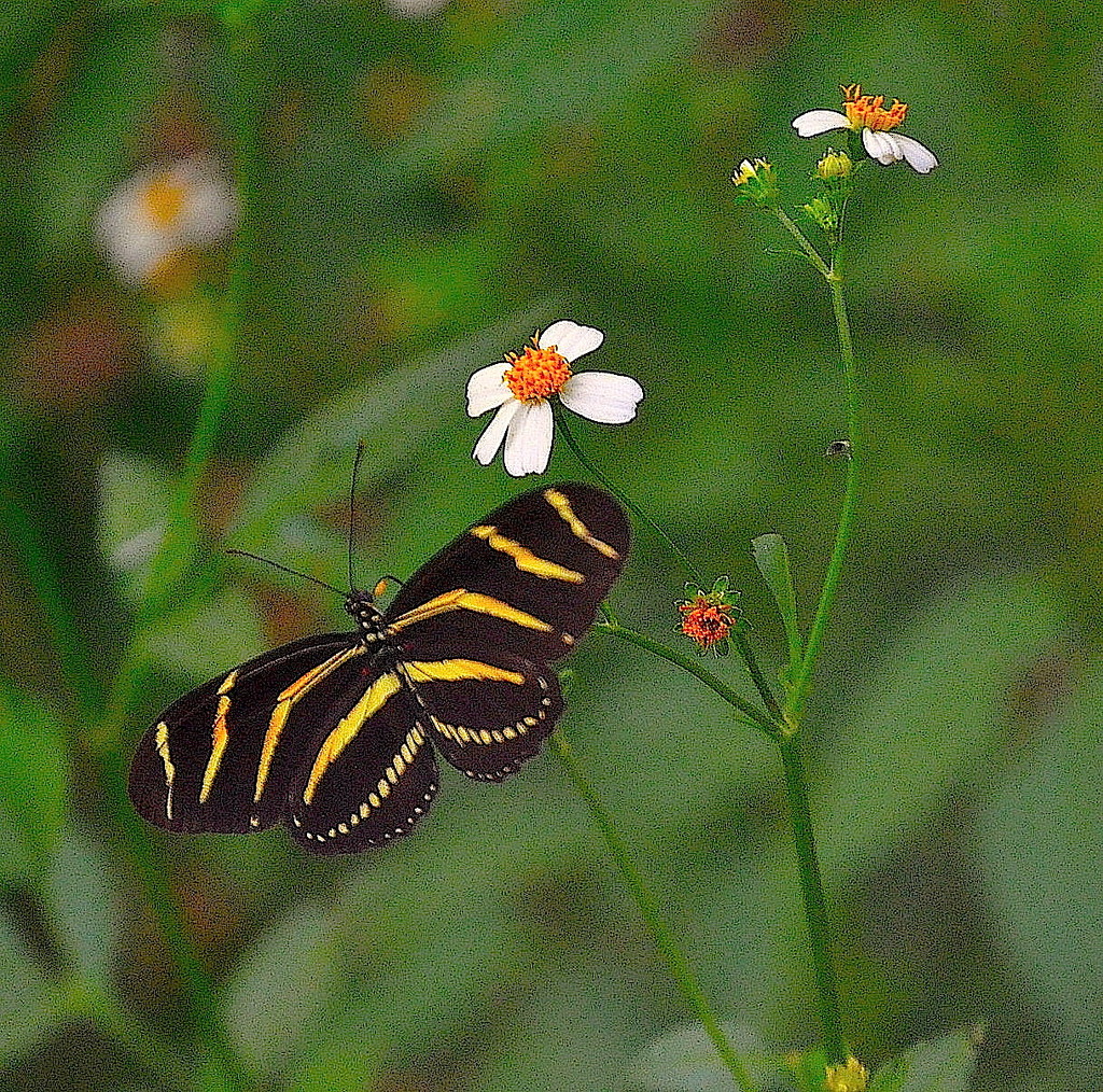 Zebra Longwing Butterfly by congaree