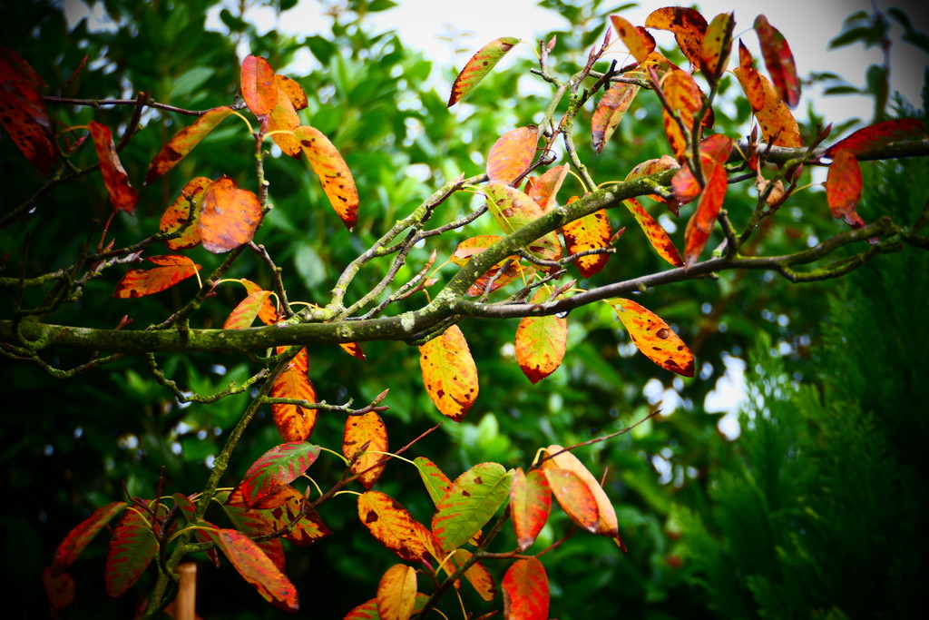 Autumn Colours  by carole_sandford