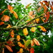 Autumn Colours  by carole_sandford