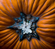 26th Sep 2017 - Get-Pushed-270 Abstract Pumpkin