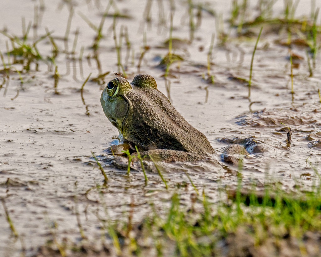 Mud Frog by rminer