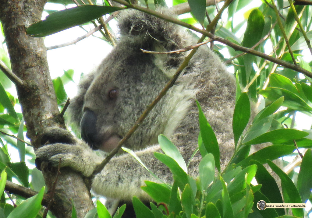 in the green by koalagardens