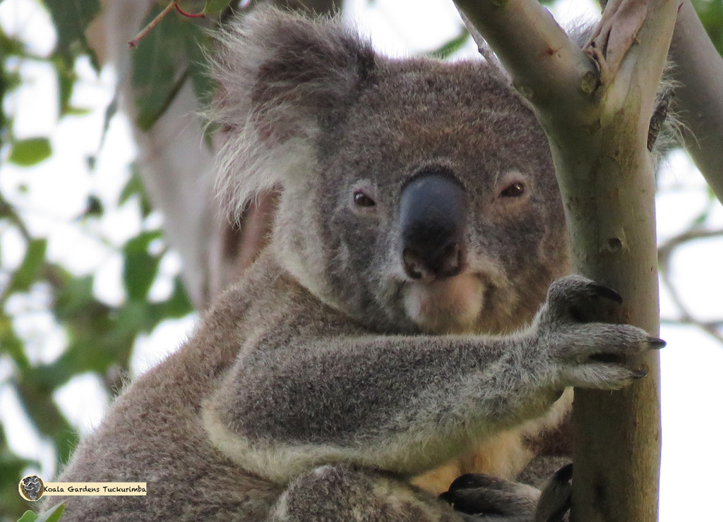 windswept? by koalagardens