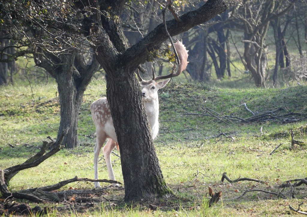 DSCN4596 deer playing hide and seek by marijbar