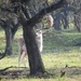 DSCN4596 deer playing hide and seek by marijbar