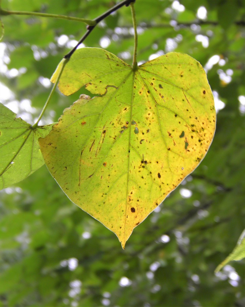 Autumn Leaf by daisymiller