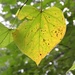 Autumn Leaf by daisymiller
