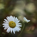 Last Daisies by lstasel