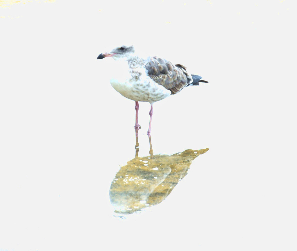 High Key Seagull by joysfocus
