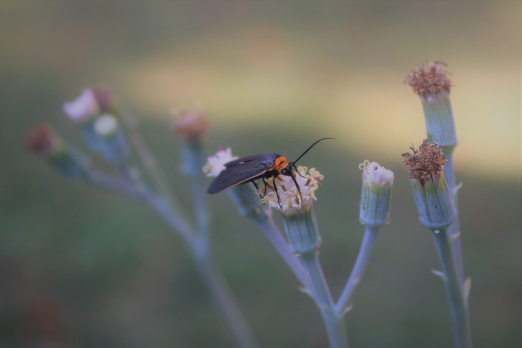 busy by edorreandresen