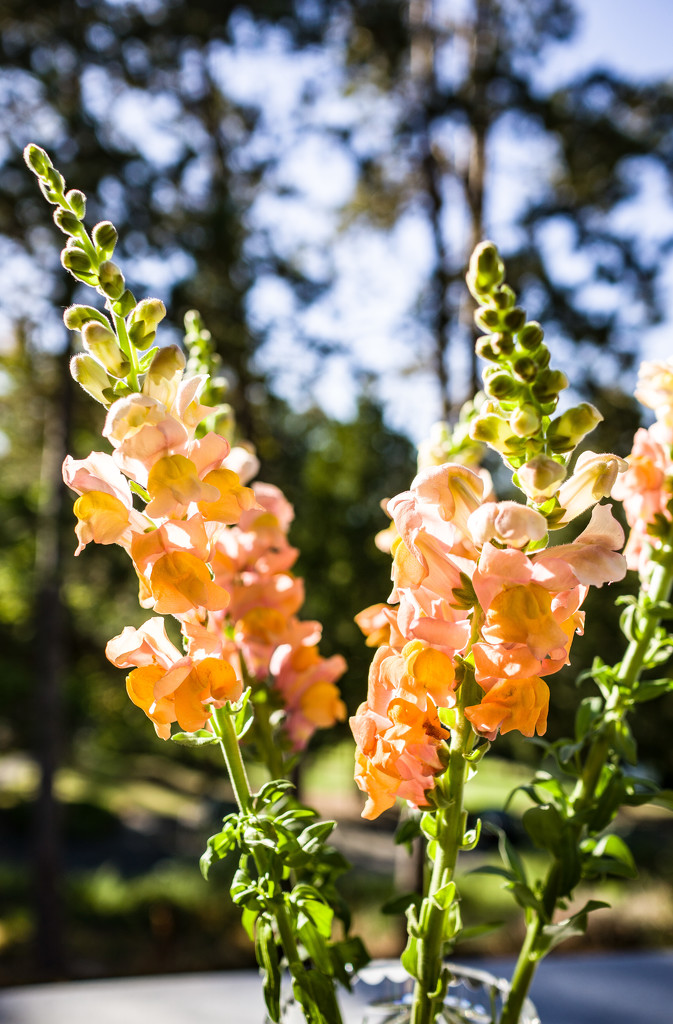 Snapdragons by cristinaledesma33
