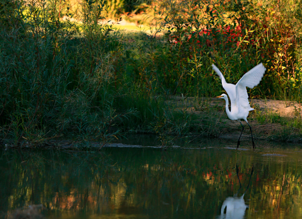 White Egret by gq