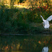 White Egret by gq