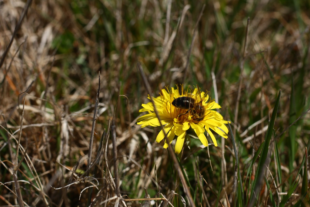 dandelion honey by wenbow