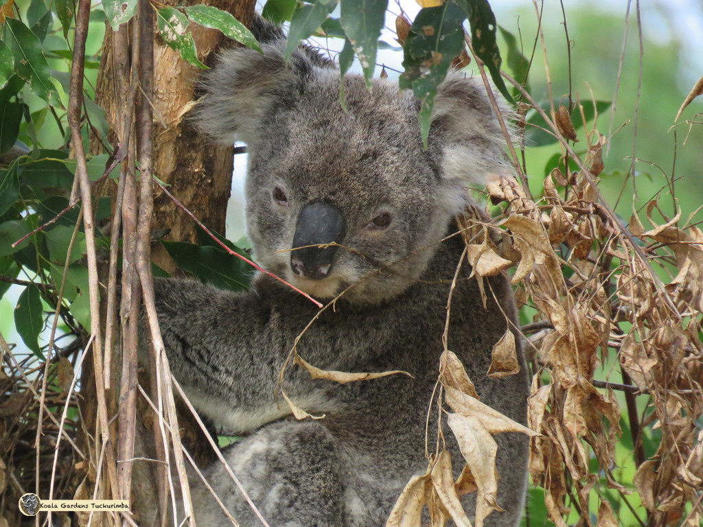 a little less ruffled by koalagardens