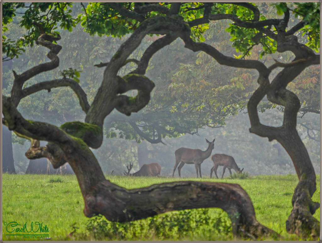 Deer In The Mist by carolmw