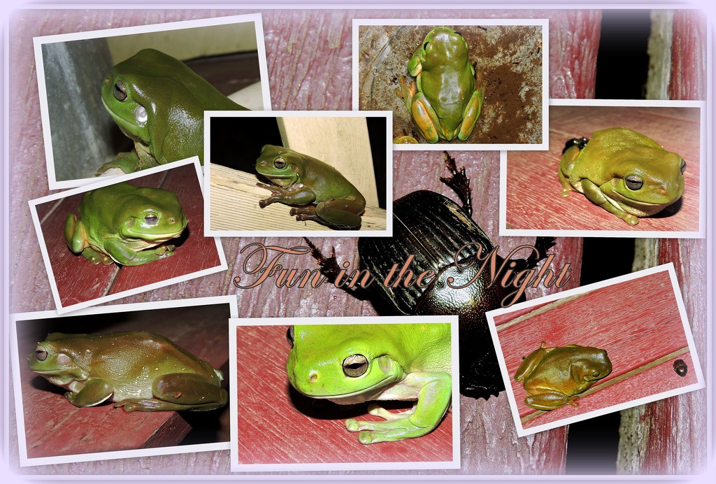 Frog Spotting by ubobohobo