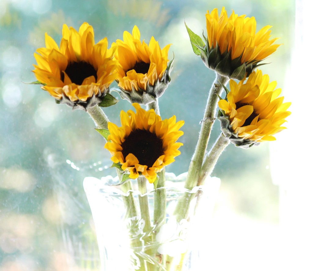 Bouquet of sunflowers by mittens