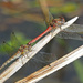 Common Darter Pair by philhendry