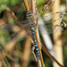 Migrant Hawker by philhendry