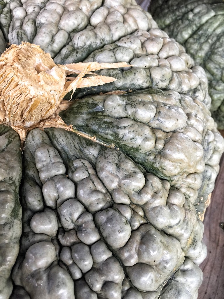 Close up pumpkin.  by cocobella
