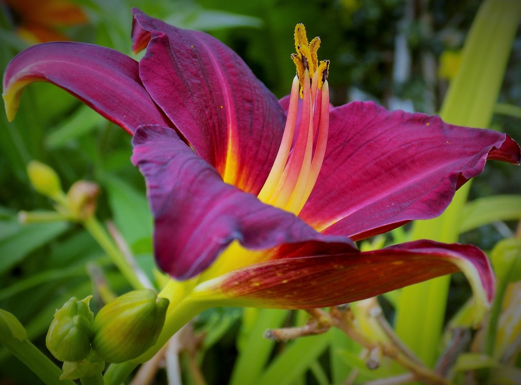 Day lily by flowerfairyann