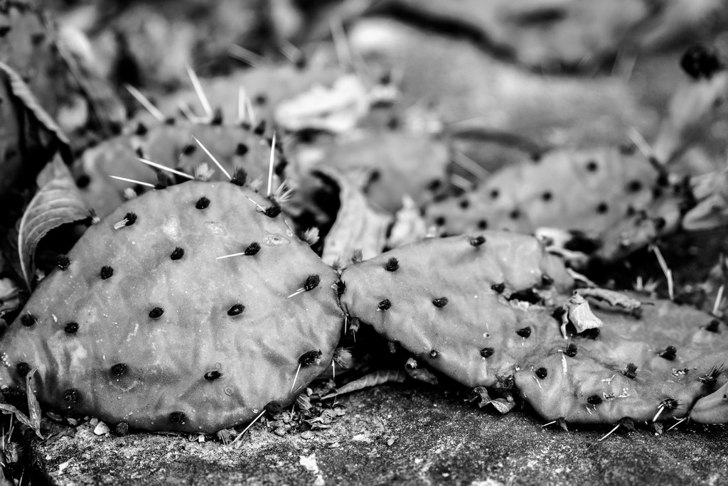 Cactus BW by rminer