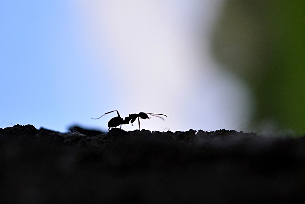 Ant by fortong