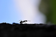 6th Jun 2017 - Ant