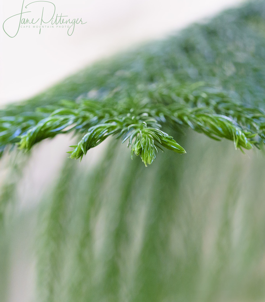 Norfolk Pine Bough by jgpittenger