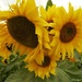 Sunflowers  by radiogirl
