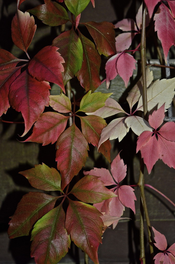 The Colours of Virginia Creeper by redandwhite