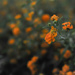 Fall Flowerbed 3 by loweygrace