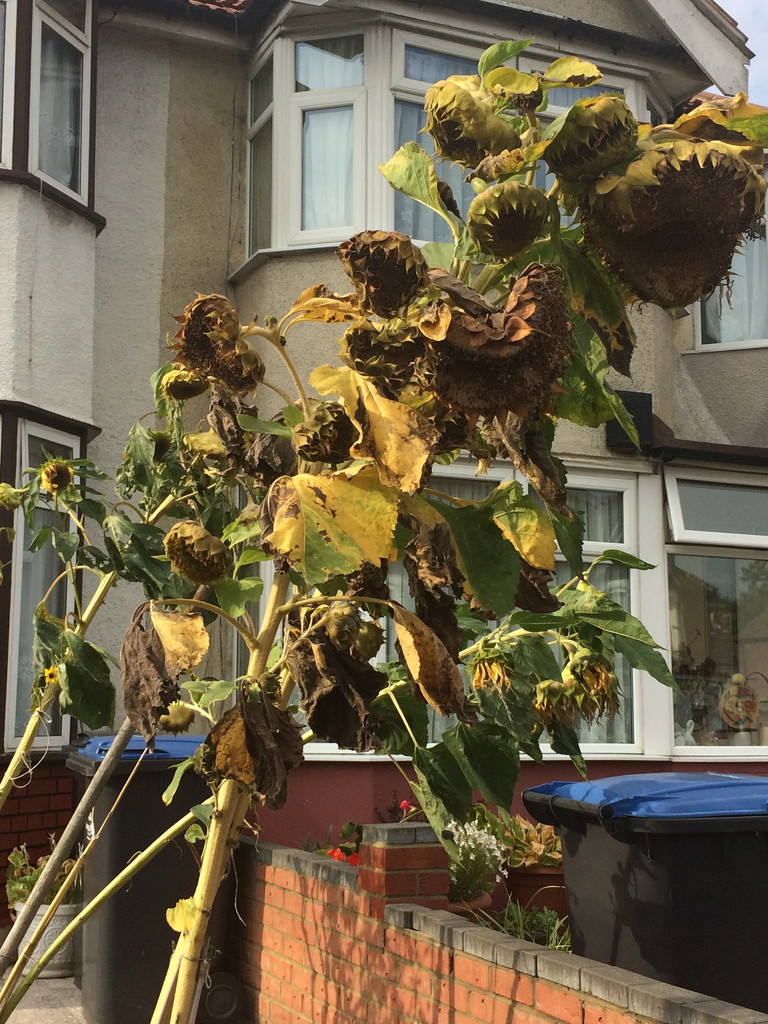 Rotten Sunflowers by browngirl