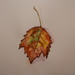 Watercolor Leaf Painting by julie
