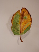 23rd Sep 2017 - Second Leaf Watercolor