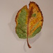Second Leaf Watercolor by julie