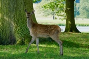 28th Sep 2017 - YOUNG RED DEER