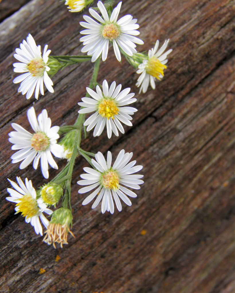 Native Aster by daisymiller