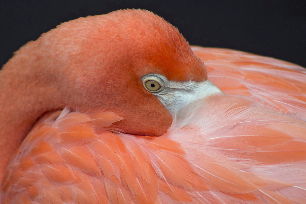 Flamingo by gaylewood